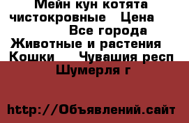 Мейн-кун котята чистокровные › Цена ­ 25 000 - Все города Животные и растения » Кошки   . Чувашия респ.,Шумерля г.